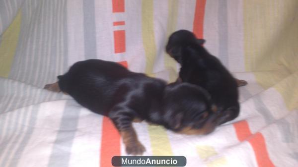 CAMADA DE YORKSIRE
