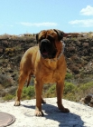 Macho bullmastiff para monta - mejor precio | unprecio.es