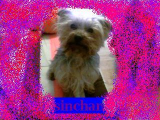 macho yorkishire busca novia