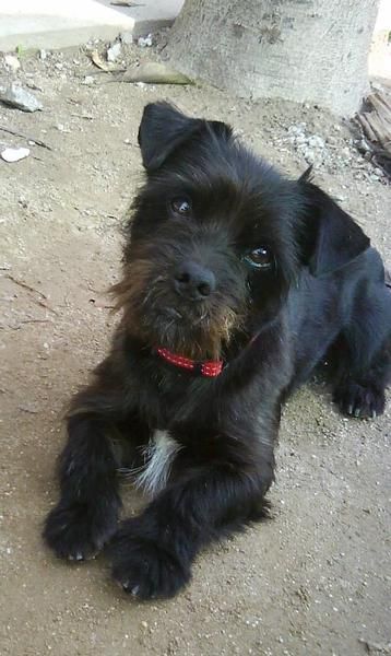 perrito shnauzer en adopición para Galicia