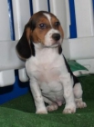 Preciosos Beagle, muy buen precio - mejor precio | unprecio.es