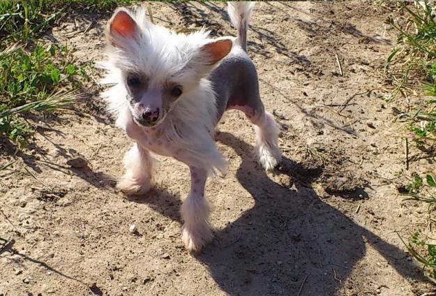 preciosos cachorritos de crestado chino con y sin pelo