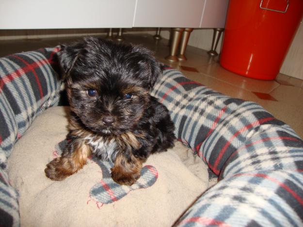 Se vende camada yorkshire terrier con pedigree