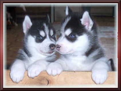 son castrados y en la actualidad CKC registrado con todos sus papeles. Siberian Husky vienen con 2 collares, correa, alg