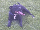 STAFFORDSHIRE BULL TERRIER PARA MONTAS - mejor precio | unprecio.es