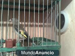 vendo jilgueros del 2012