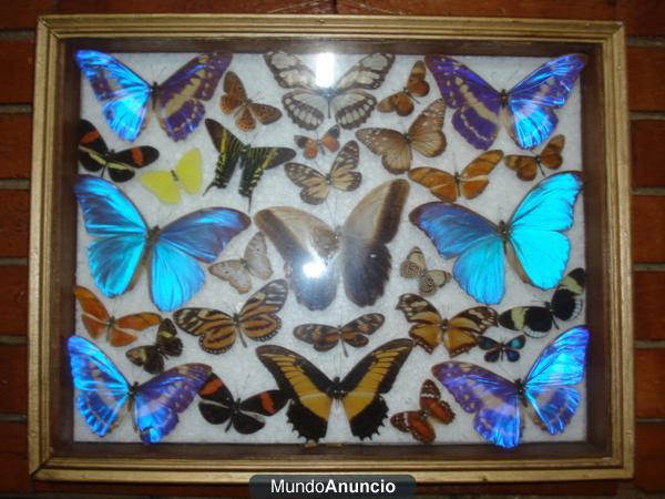 VENTA COLECCION MARIPOSAS