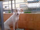 ENCONTRADA PERRITA EN BºSANTA AURELIA SEVILLA - mejor precio | unprecio.es