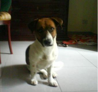 Adopta a Max