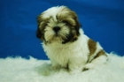 cachorretes de shih tzu, camada para entregarse - mejor precio | unprecio.es