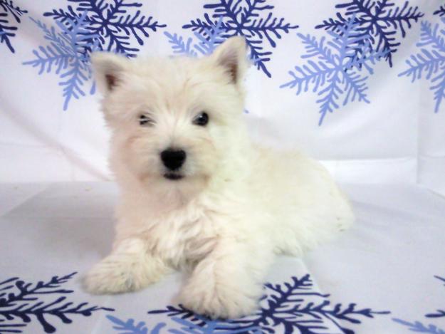 CACHORRITOS DE TALLA PEQUEÑA WESTY , SHIH TZU & BICHON MALTES