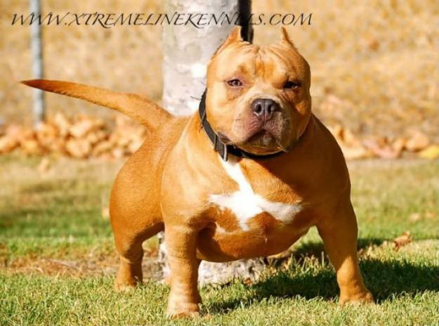 CACHORROS AMERICAN BULLY