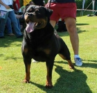 Cachorros de Rottweiler - mejor precio | unprecio.es