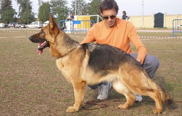 CACHORROS HIJOS DEL V GERO DE EXTRECAN