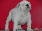 Criadero Adaja,cria y seleccion de Bulldog Ingles entra en nuestra web. - mejor precio | unprecio.es