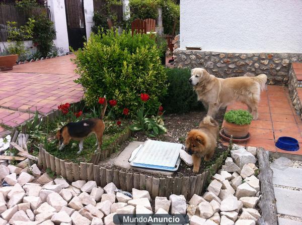 Guarderia de mascotas