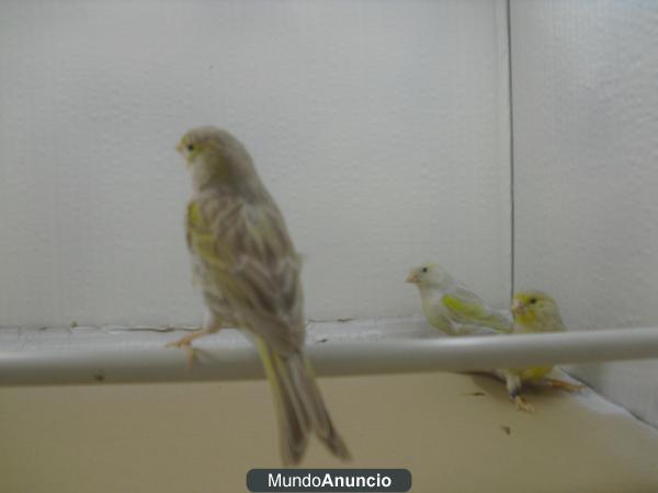 hembras solas del 11