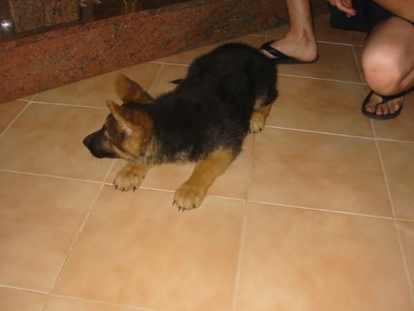 Pastores alemanes,cachorros,machos y hembras con pedigree.