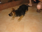 Pastores alemanes,cachorros,machos y hembras con pedigree. - mejor precio | unprecio.es