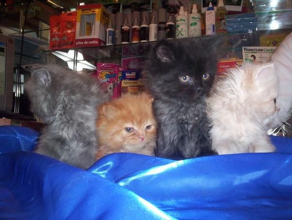 PERSA   Gato plácido, tranquilo, flemático, sedentario, que puede vivir felizmente en un apartamento. Sociable, pacífico