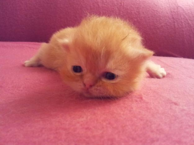 preciosa gatita persa