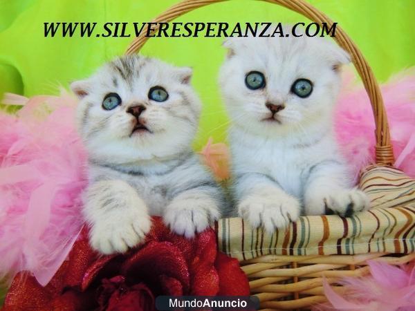 Preciosos gatitos British, Scottish fold con excelente pedigree