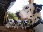 Se vende preciosos cachorros de Dalmatas P.V.P 200 - mejor precio | unprecio.es