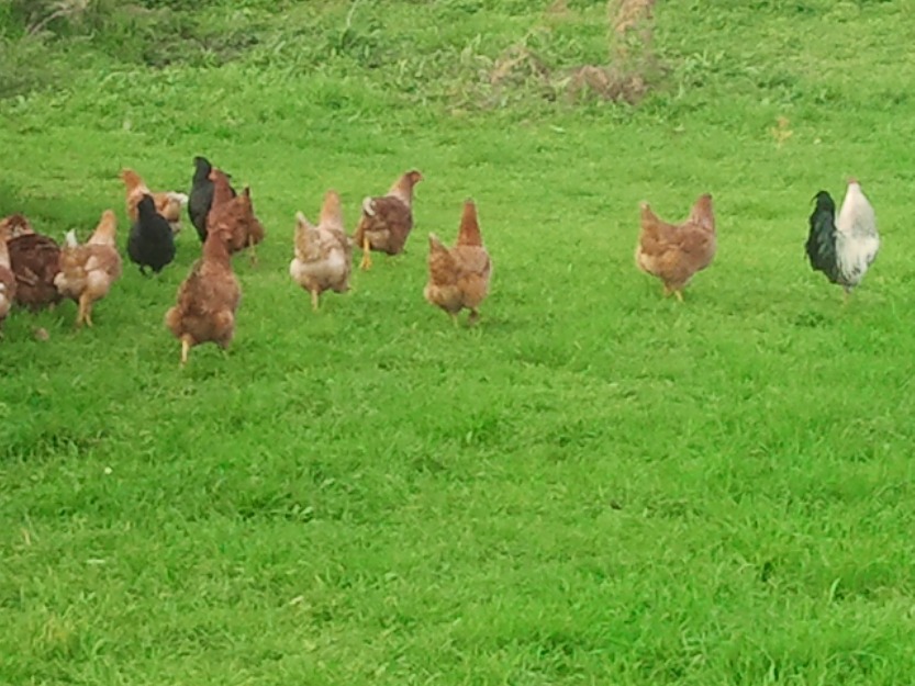 Venta de Gallinas de Raza y Pollitos