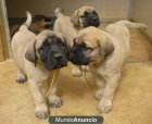 Cachorros Mastín para su aprobación - mejor precio | unprecio.es