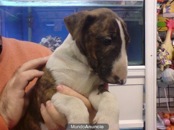 Bull Terrier, perros, cachorros, criadero, venta.