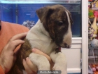 Bull Terrier, perros, cachorros, criadero, venta. - mejor precio | unprecio.es