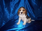 Camada de BEAGLES - PRECIOSOS con PEDIGREE - 450 - mejor precio | unprecio.es
