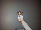 chihuahua con 2 meses muy económico.PARTICULAR - mejor precio | unprecio.es