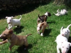 Exelente camada de bull terrier disponible para adopcion - mejor precio | unprecio.es