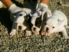 Preciosa camada Bulldog Frances - mejor precio | unprecio.es