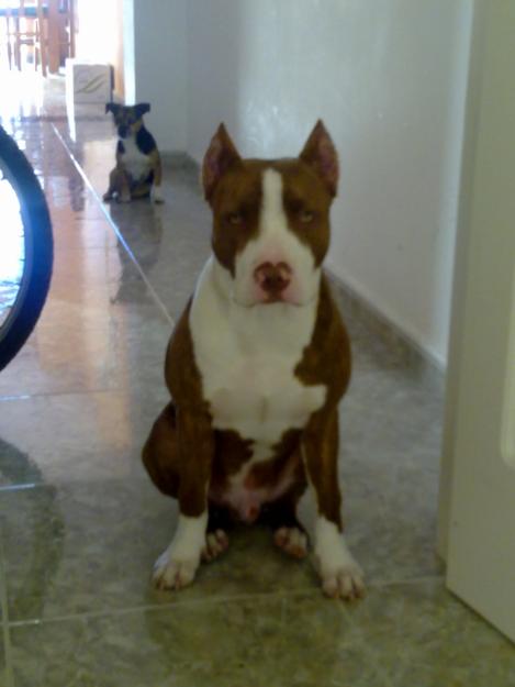 Proxima camada de pitbull red nose y pitbull