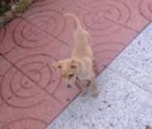 regalo cachorro - mejor precio | unprecio.es