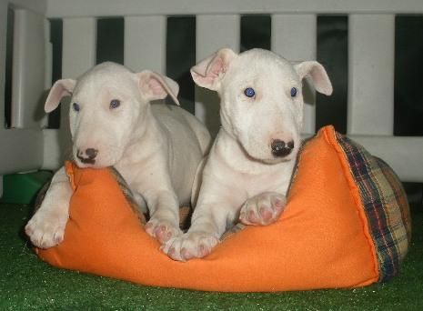 Sorprendente camada de Bullterrier. - Sevilla