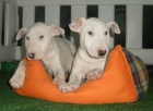 Sorprendente camada de Bullterrier. - Sevilla - mejor precio | unprecio.es