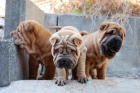 Vendo cachorros de Shar-pei, económicos - mejor precio | unprecio.es