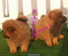 Vendo camada de Chow-chow, muy buen precio - mejor precio | unprecio.es