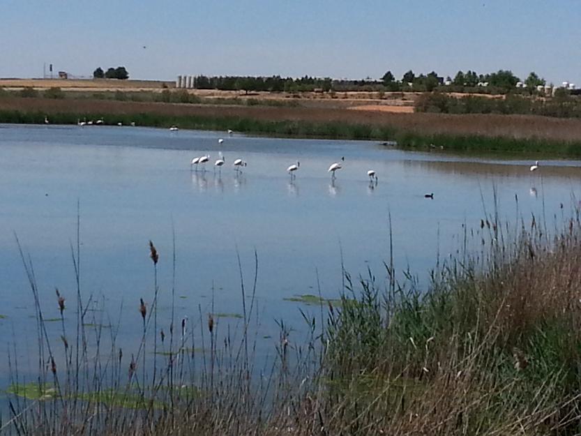 Vendo dos campos de olivas en plena produccion