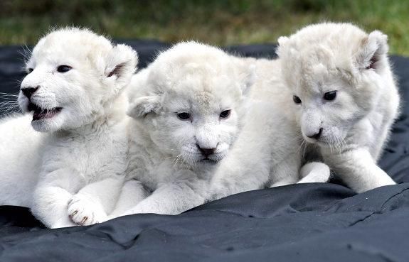 (Leones por la venta de casas) fantástico leones entrenados para la venta.