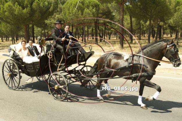 Alquiler calesa de caballos para bodas y eventos