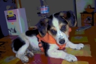 CACHORRITO 3 MESES EN ADOPCIÓN - mejor precio | unprecio.es