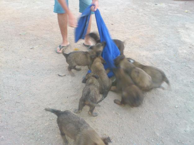 cachorros depastor belga malinois