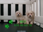 Camada de Bichon maltes cachorros espectaculares - mejor precio | unprecio.es