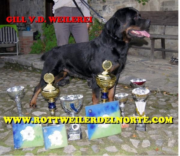 EXCELENTE CAMADA ROTTWEILER - Lineas de campeones alemanes
