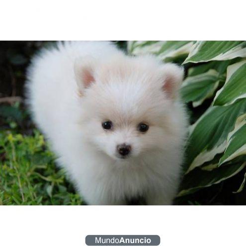 Gratis Regalo Cachorros de Pomeranian para su adopcion .contact si interesa