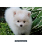Gratis Regalo Cachorros de Pomeranian para su adopcion .contact si interesa - mejor precio | unprecio.es